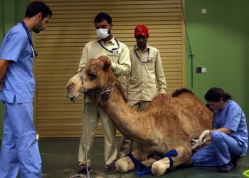 The only hospital in the world where only camels are treated