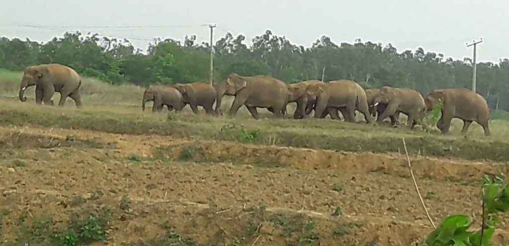 Elephant herd wreaks havoc in Karanjia