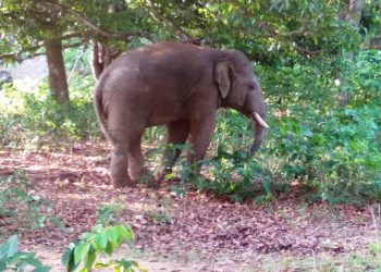 One injured in elephant attack