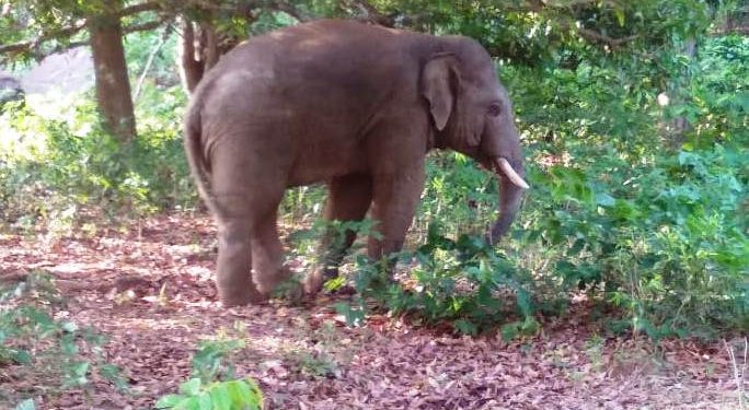 One injured in elephant attack