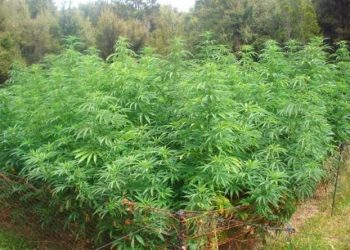 Illegal cannabis cultivation continues unabated in Angul district