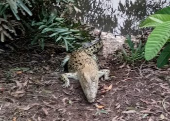 Crocodile census begins at Bhitarkanika