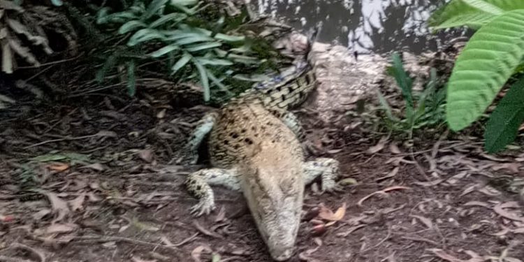 Crocodile census begins at Bhitarkanika