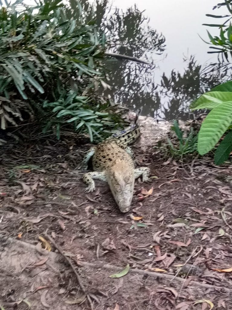 Crocodile census begins at Bhitarkanika