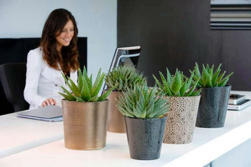 These plants can reduce stress at work