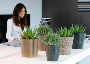 These plants can reduce stress at work