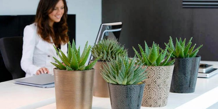 These plants can reduce stress at work