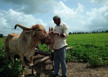 Albeit without govt support, this farmer is on a bull-run