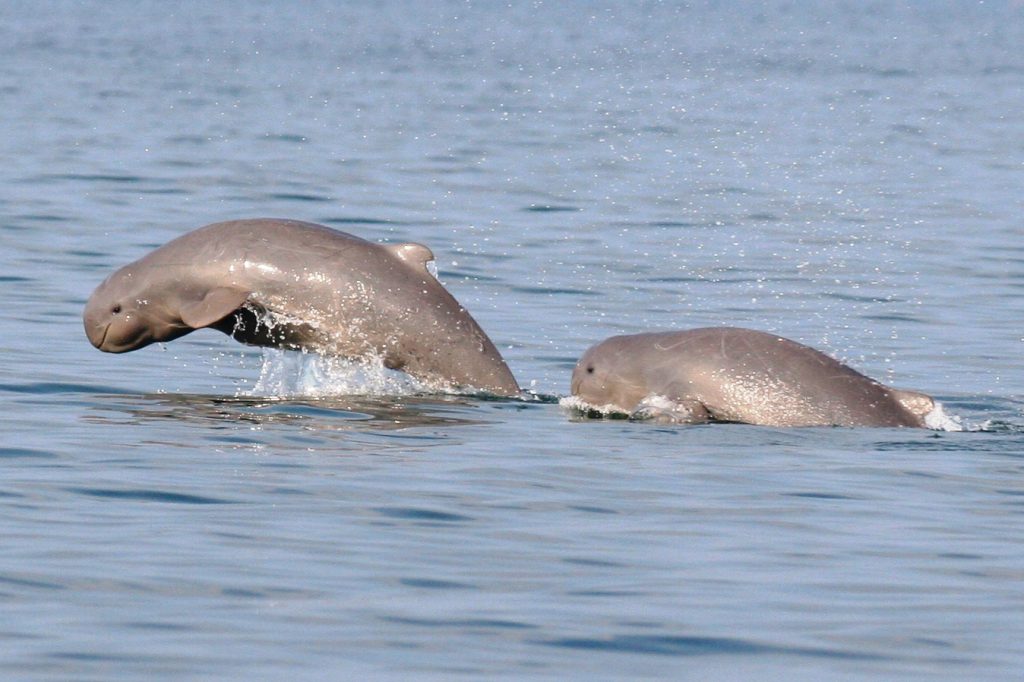 Dolphin census begins at Chilika