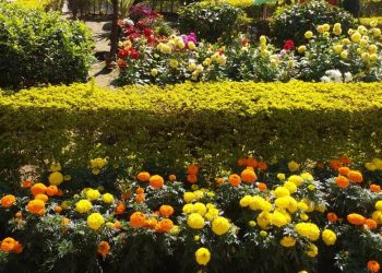 Kumjharia Government High School garden