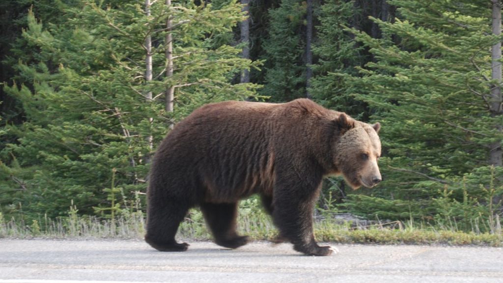 Man critically injured in bear attack