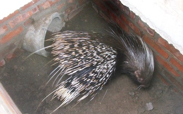 Porcupine rescued in Mayurbhanj