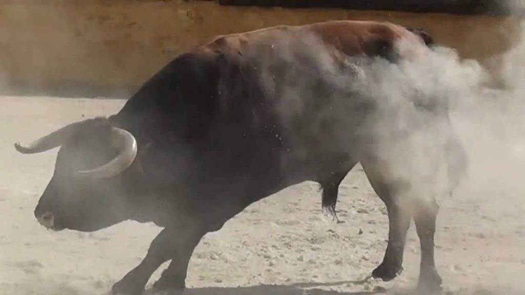 Raging bull kills woman in Bhubaneswar