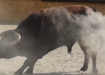 Raging bull kills woman in Bhubaneswar