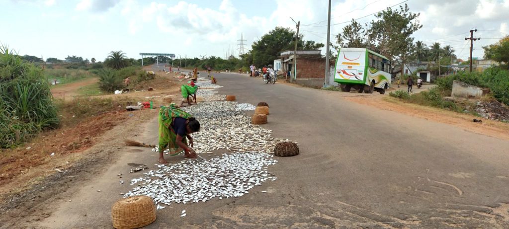 Villagers turn this NH into a fish drying yard