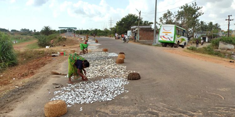 Villagers turn this NH into a fish drying yard