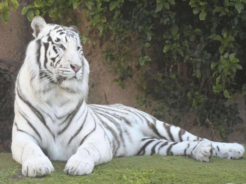 White tigress Sneha delivers two cubs at Nandankanan Zoological Park