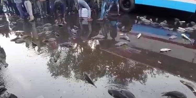 Fish-laden pickup van overturns in Rourkela during Bharat bandh