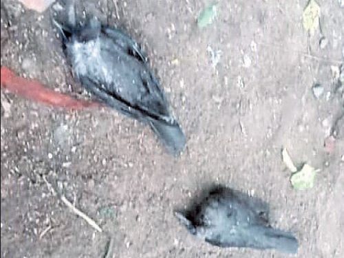 Crow deaths trigger panic in Cuttack