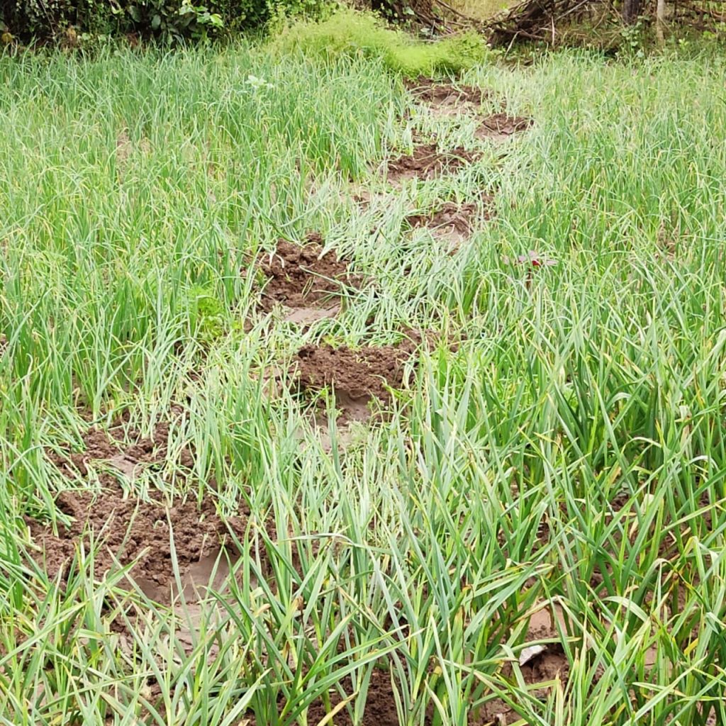 Elephant herd wreaks havoc in Angul