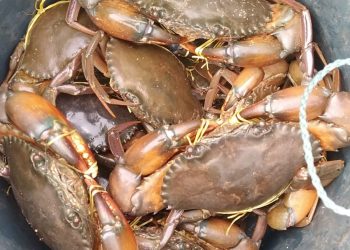 nCoV scare takes heavy toll on crab exports from Kendrapara