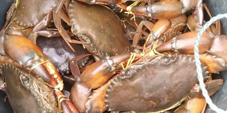 nCoV scare takes heavy toll on crab exports from Kendrapara