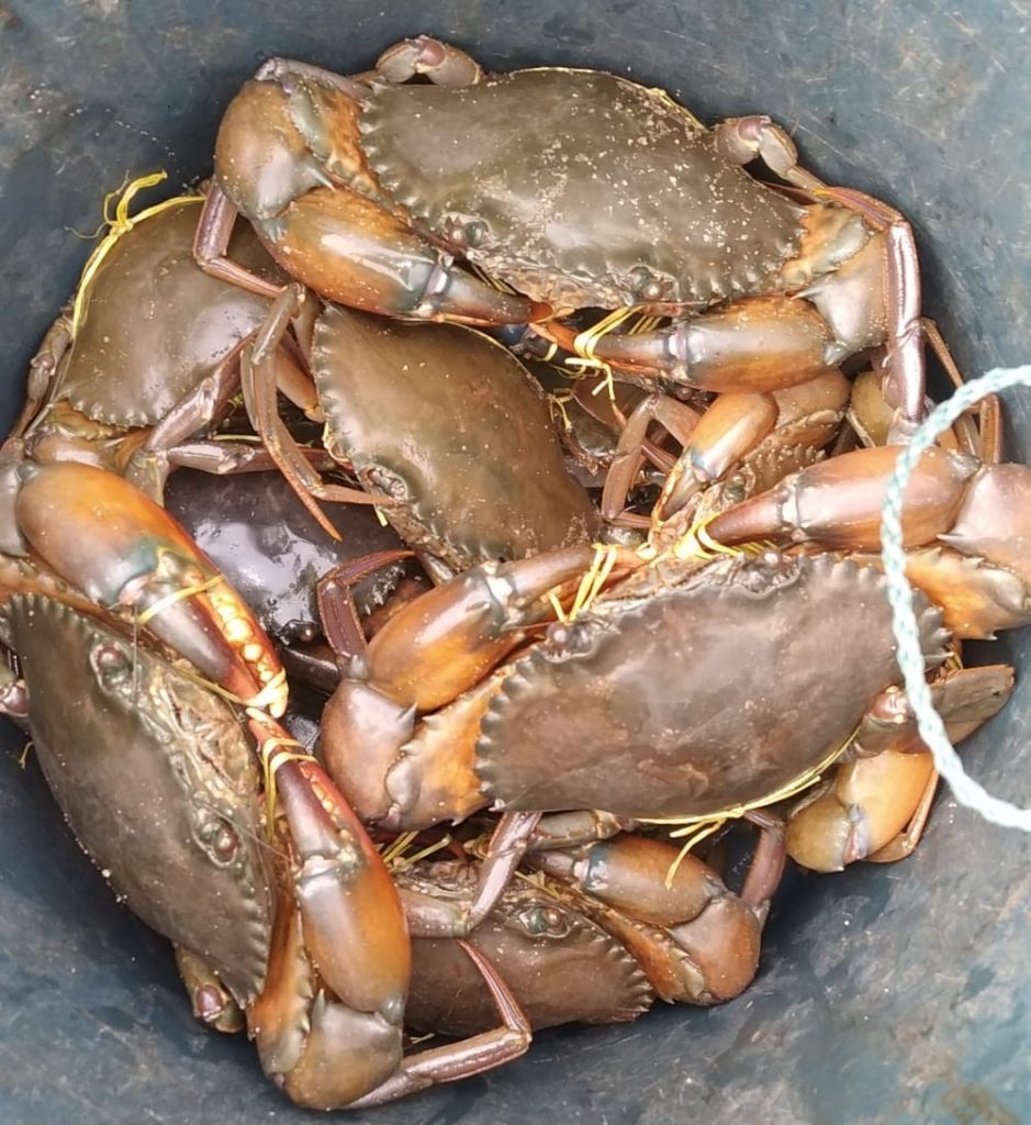 nCoV scare takes heavy toll on crab exports from Kendrapara