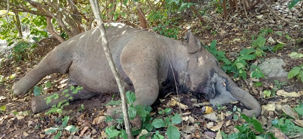 Jumbo calf found dead in Keonjhar