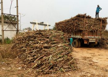 Sugarcane farmers ooze out a bitter story in distress sale