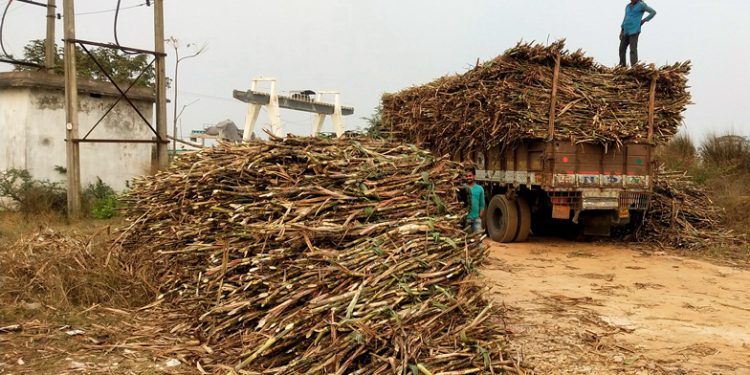 Sugarcane farmers ooze out a bitter story in distress sale