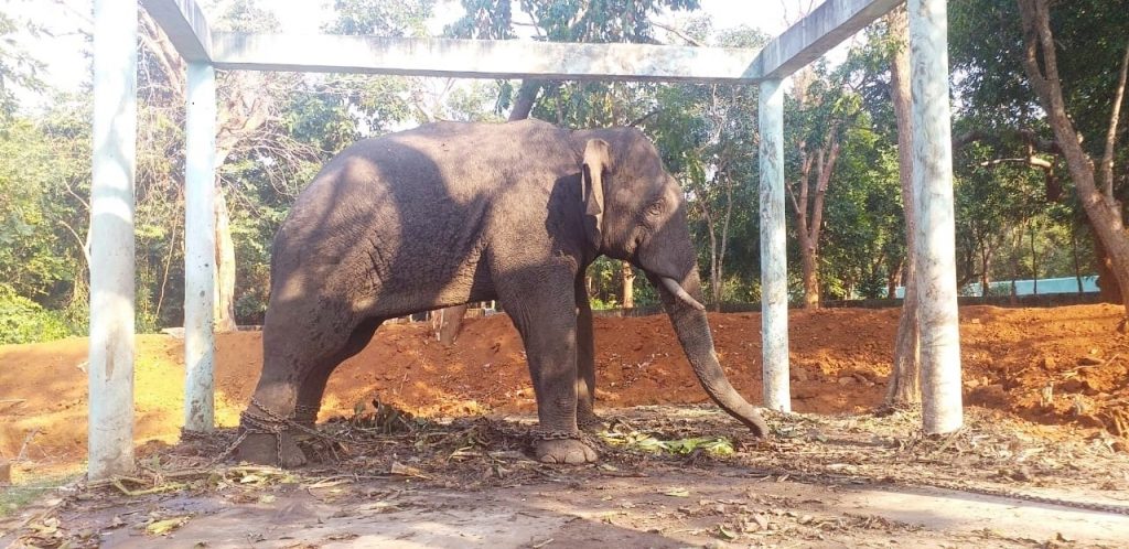 Killer tusker ‘Bahubali’ rechristened as ‘Rakes’