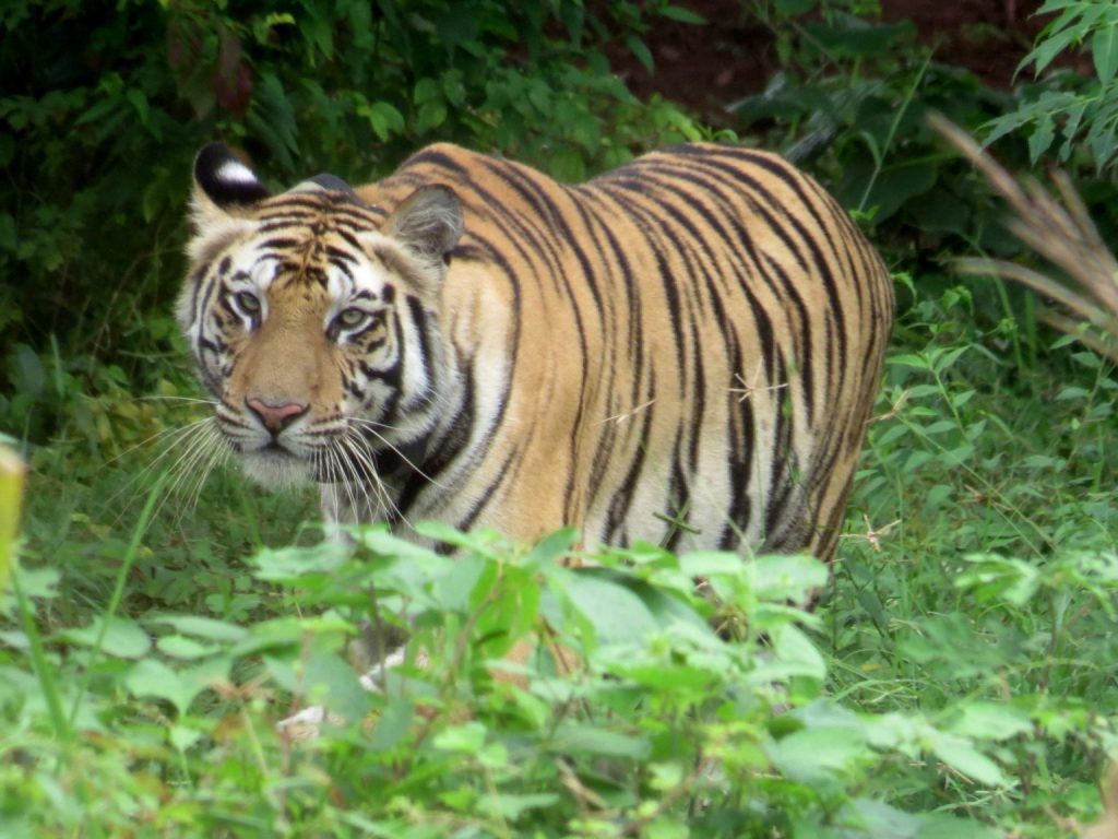 Tigress Sundari freed from radio collar