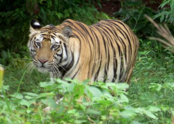 Tigress Sundari freed from radio collar