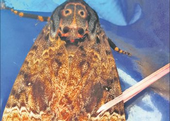 Crowd swarms roadside eatery to see butterfly with Lord Jagannath’s face