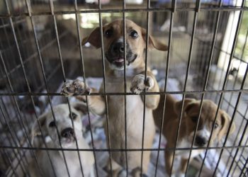 Puppies stand in a cage (Photo: Associated Press)