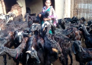 A woman goatherd is giving men a run for their money