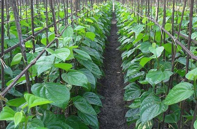 COVID-19: Lockdown woe for betel leaf farmers in Puri - OrissaPOST
