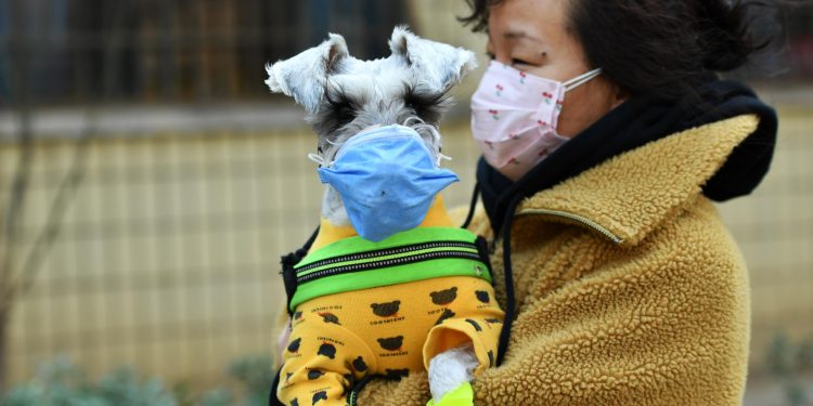 SHIJIAZHUANG, CHINA - MARCH 06: A woman with her pet dog, both wearing face masks, walks on street amid novel coronavirus spread on March 6, 2020 in Shijiazhuang, Hebei Province of China. (Photo by Zhai Yujia/China News Service via Getty Images)