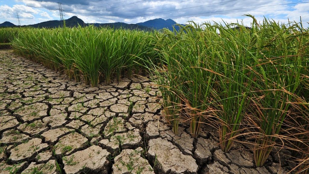 W Odisha lost 9.6K paddy varieties