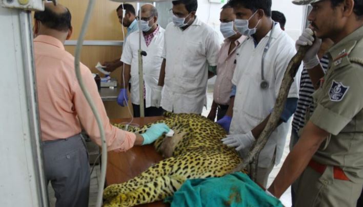 Male leopard ‘Suraj’ dies at Nandankanan