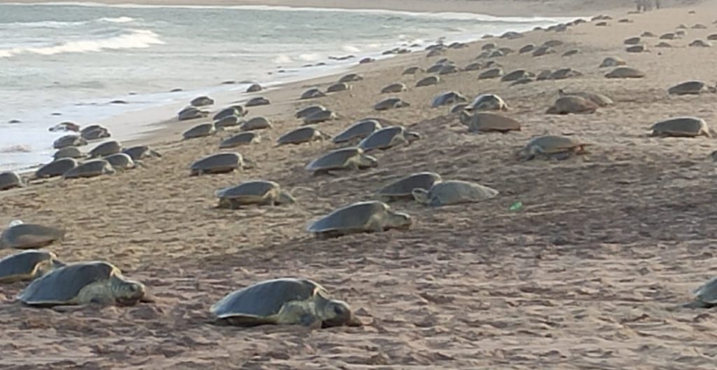 Olive Ridley turtles'