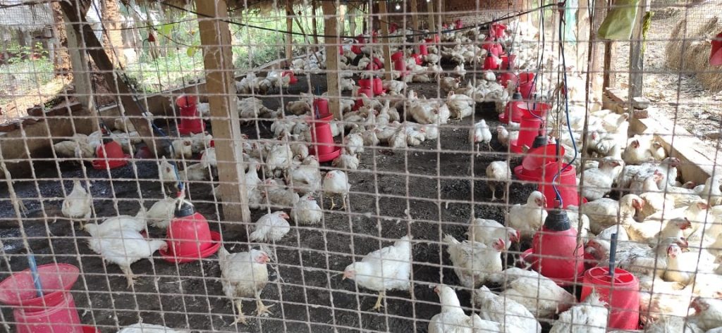 Buyers ‘chicken’ out; bird prices drop by 70 pc