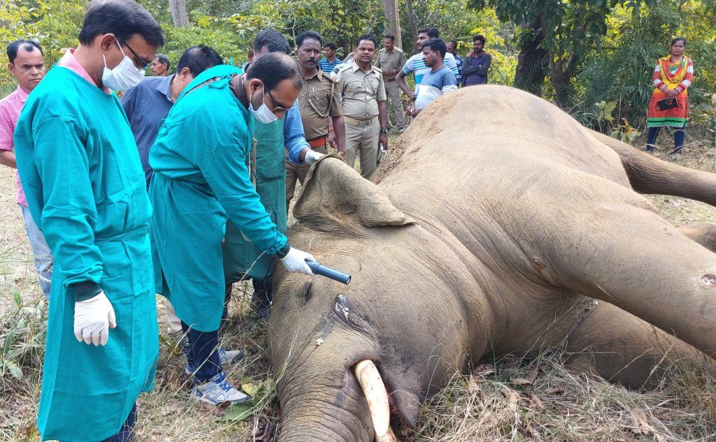 Bullet-ridden jumbo carcass found