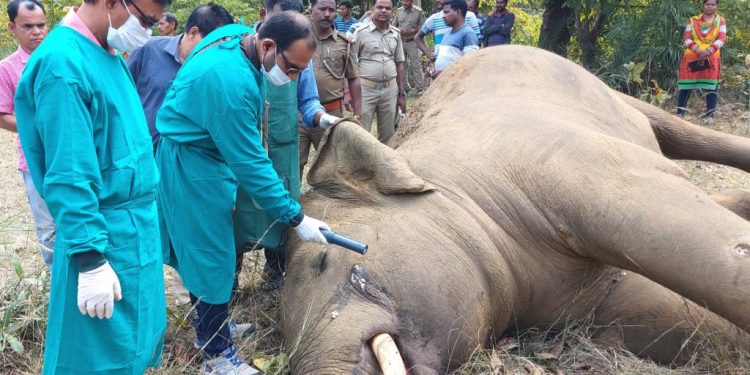 Bullet-ridden jumbo carcass found