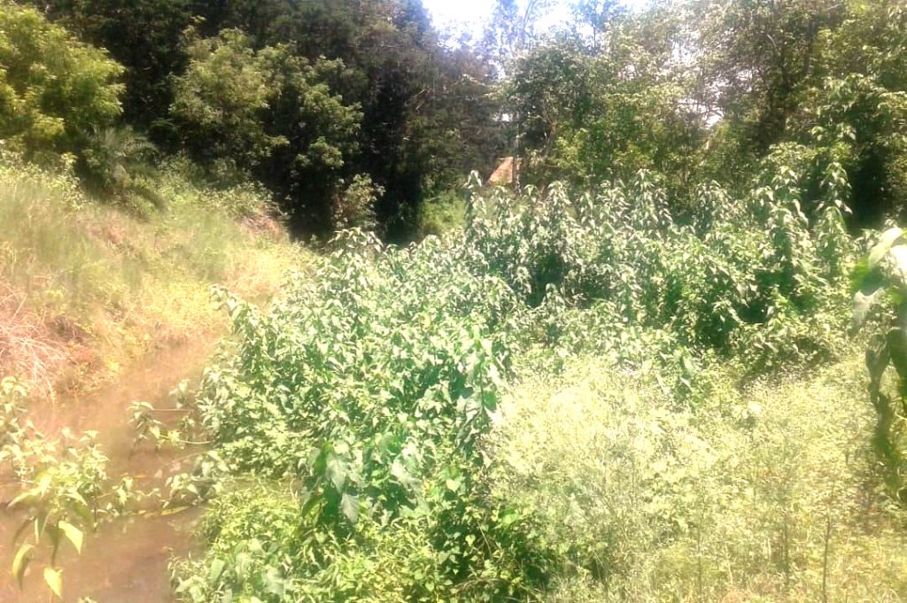 Once lifeline of farmers, this river now gasps for breath