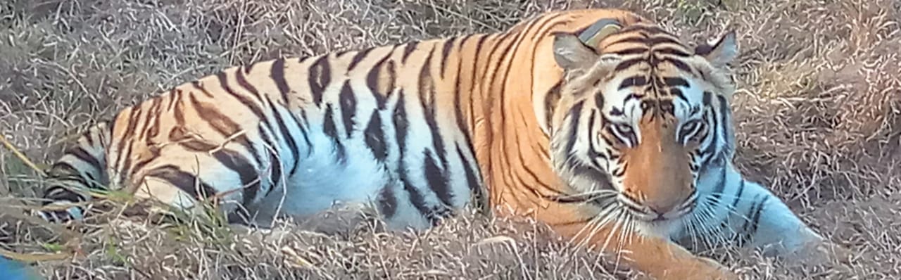 Tigress Sundari’s weight gain becomes a headache for forest officials ...