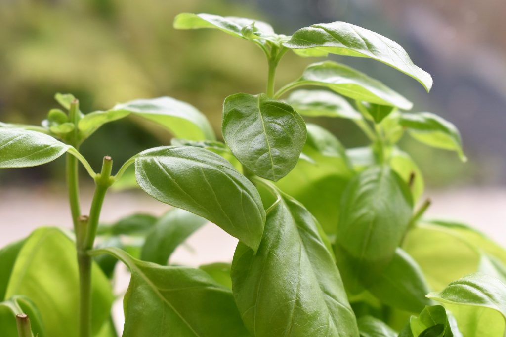 Regular intake of basil leaves can control the sugar levels in