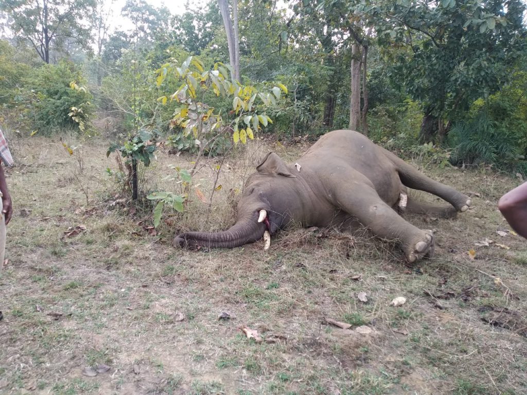 Elephant allegedly dies of electrocution in Sambalpur