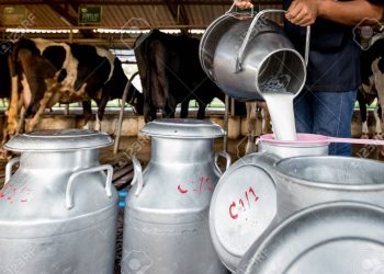 COVID-19-Dairy-farmers-in-Puri-district-feel-lockdown-pinch