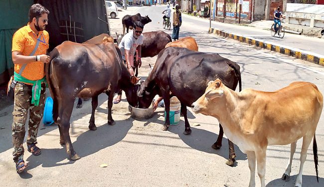 Lockdown effect: Stray animals go hungry in Cuttack town